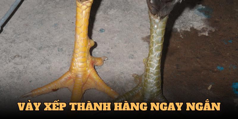 Cách Xem Tướng Gà Đá - Chọn Chiến Kê Hiệu Quả Cùng QQ88 4 Cách xem tướng gà đá dựa vào vảy